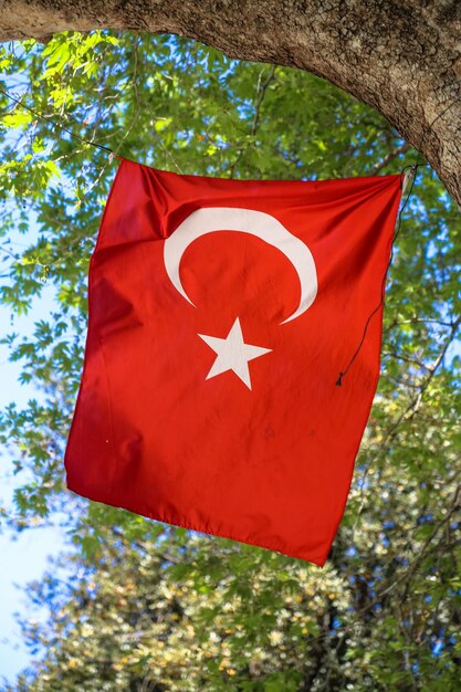 Niedrigwinkelansicht der roten Flagge auf dem Baum