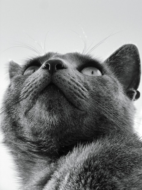Niedrigwinkelansicht der schwarzen Katze