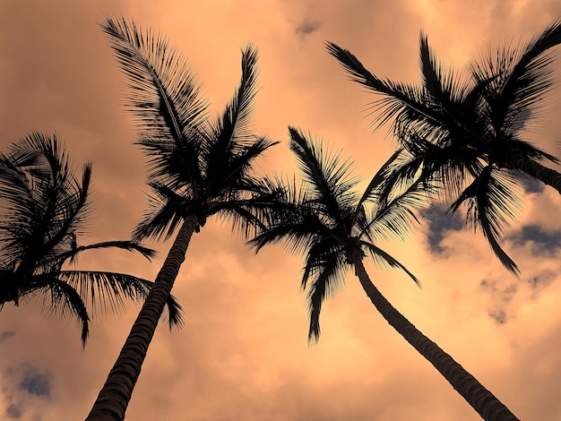 Niedrigwinkelansicht der Silhouette der Palme gegen den Himmel beim Sonnenuntergang