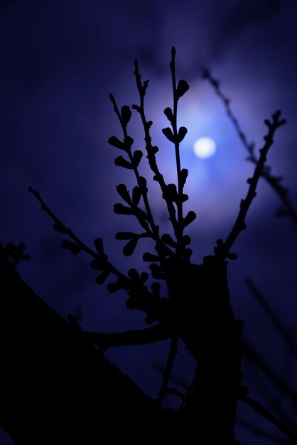 Foto niedrigwinkelansicht der silhouette der pflanze gegen den himmel bei nacht