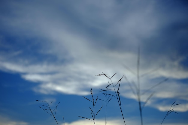 Niedrigwinkelansicht der Silhouette der Pflanze vor bewölktem Himmel