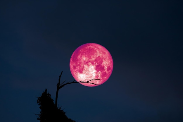 Niedrigwinkelansicht der Silhouette des Baumes gegen den Himmel bei Nacht