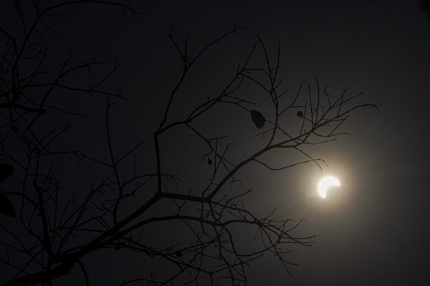 Foto niedrigwinkelansicht der silhouette des nackten baumes gegen den himmel bei nacht