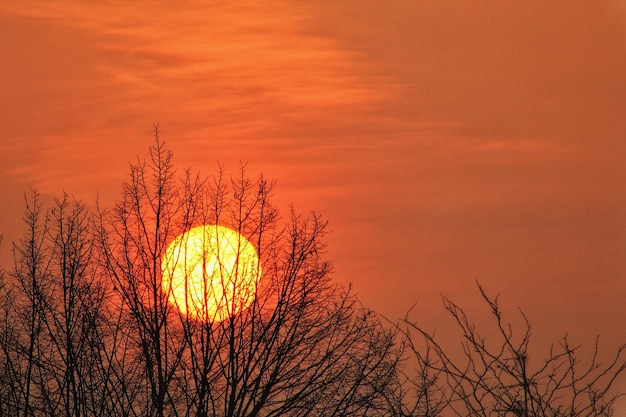 Foto niedrigwinkelansicht der silhouette des nackten baumes gegen den orangefarbenen himmel