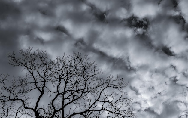 Niedrigwinkelansicht der Silhouette eines nackten Baumes gegen den Himmel