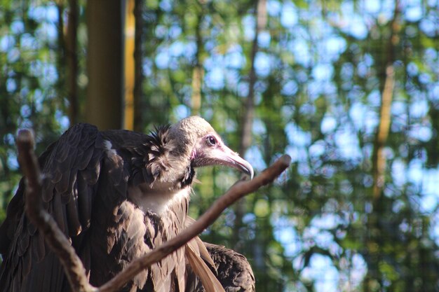 Foto niedrigwinkelansicht des adlers auf einem baum