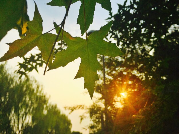 Foto niedrigwinkelansicht des ahornbaums gegen den himmel