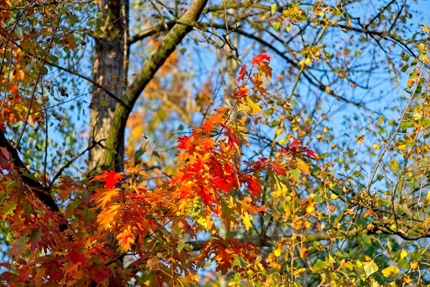 Niedrigwinkelansicht des Ahornbaums gegen den orangefarbenen Himmel