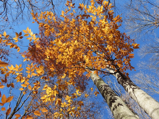 Foto niedrigwinkelansicht des baumes gegen den blauen himmel