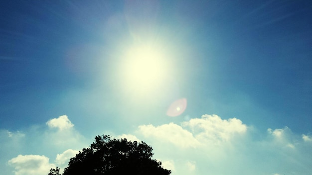 Niedrigwinkelansicht des Baumes gegen den Himmel an einem sonnigen Tag