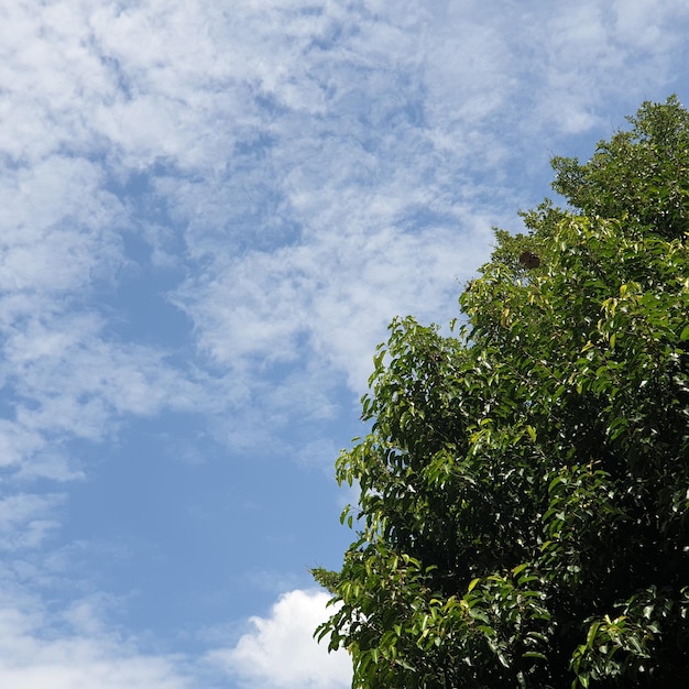 Niedrigwinkelansicht des Baumes gegen den Himmel