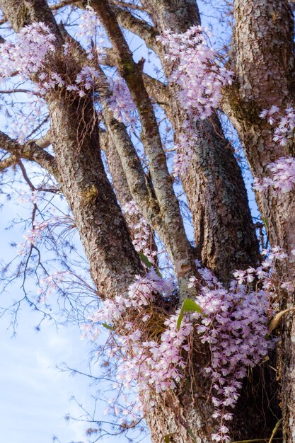 Foto niedrigwinkelansicht des baumes gegen den himmel