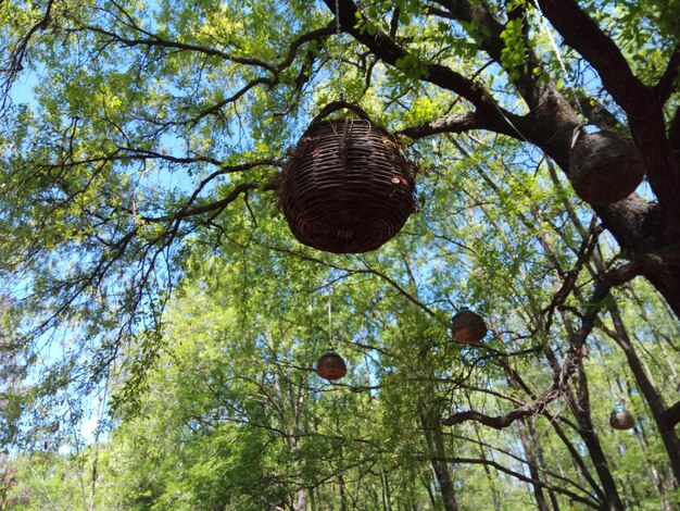 Niedrigwinkelansicht des Baumes gegen den Himmel