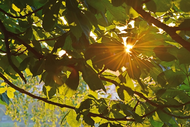 Niedrigwinkelansicht des Baumes gegen den Himmel