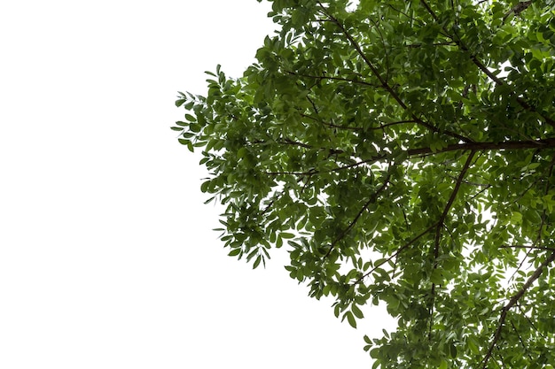 Niedrigwinkelansicht des Baumes gegen den Himmel
