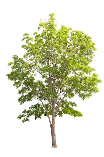 Niedrigwinkelansicht des Baumes gegen den Himmel