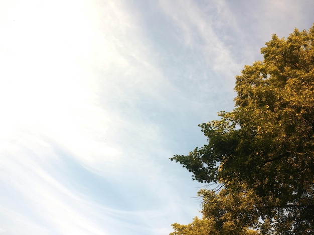 Niedrigwinkelansicht des Baumes gegen den Himmel