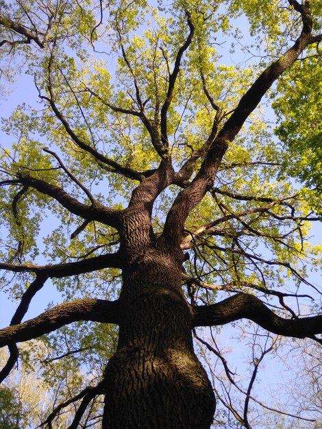 Foto niedrigwinkelansicht des baumes gegen den himmel