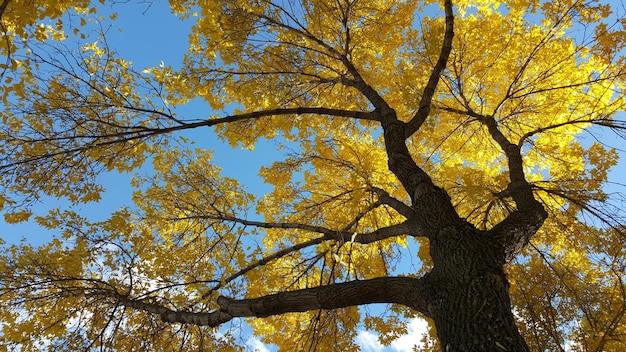 Niedrigwinkelansicht des Baumes gegen den Himmel