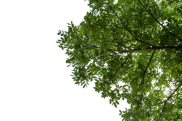 Niedrigwinkelansicht des Baumes gegen den Himmel