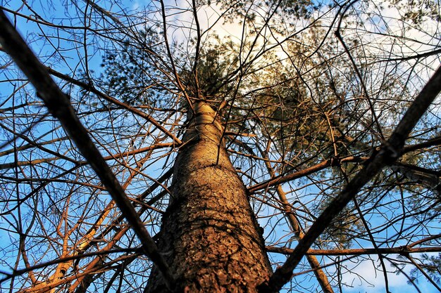 Foto niedrigwinkelansicht des baumes gegen den himmel