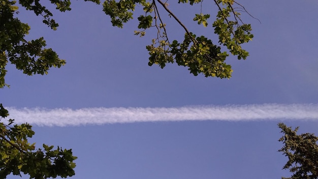 Foto niedrigwinkelansicht des baumes gegen den himmel