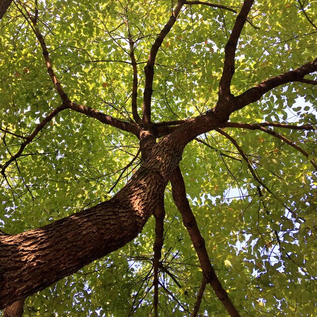 Foto niedrigwinkelansicht des baumes gegen den himmel