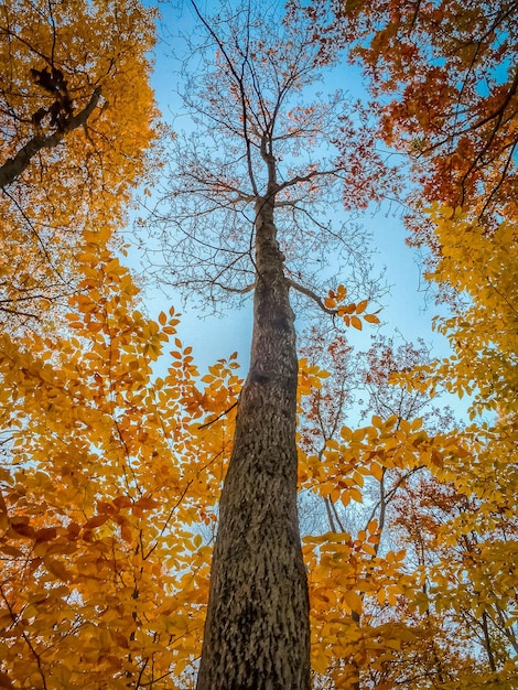 Foto niedrigwinkelansicht des baumes gegen den himmel