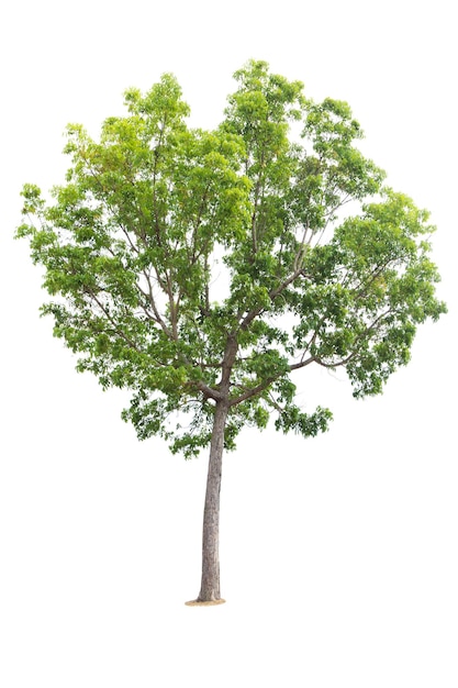 Niedrigwinkelansicht des Baumes gegen den Himmel