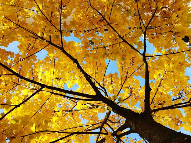 Niedrigwinkelansicht des Baumes im Herbst