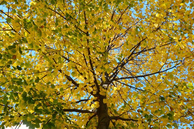 Foto niedrigwinkelansicht des baumes im herbst