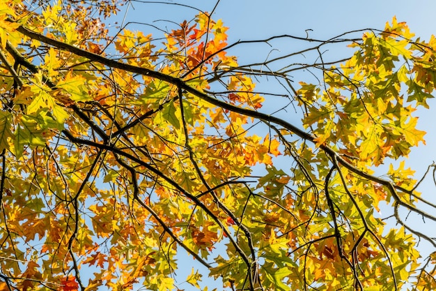 Niedrigwinkelansicht des Baumes im Herbst
