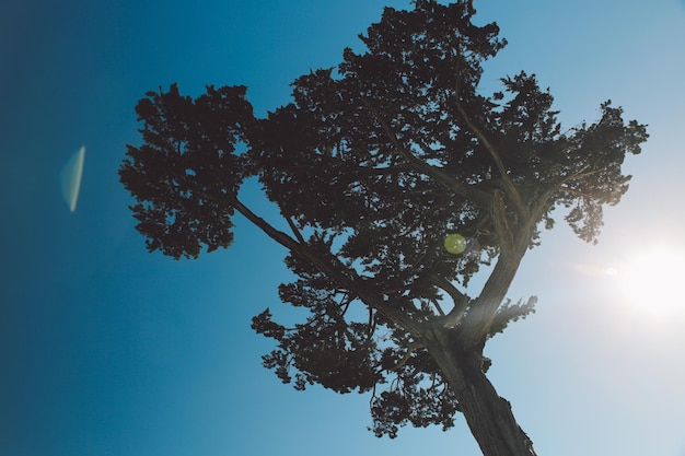Niedrigwinkelansicht des Baumes vor dem klaren blauen Himmel