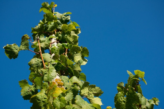 Foto niedrigwinkelansicht des baumes vor klarem blauen himmel