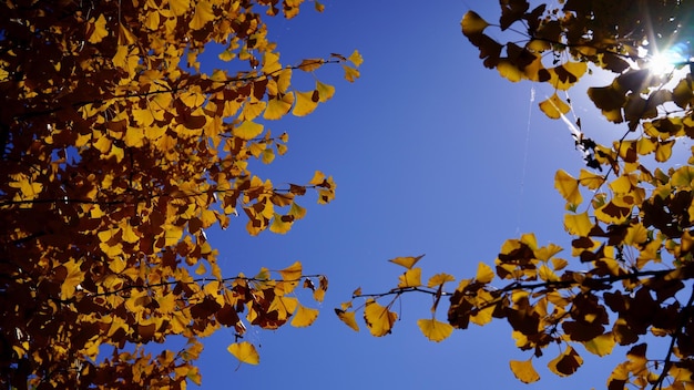 Foto niedrigwinkelansicht des baumes vor klarem blauen himmel