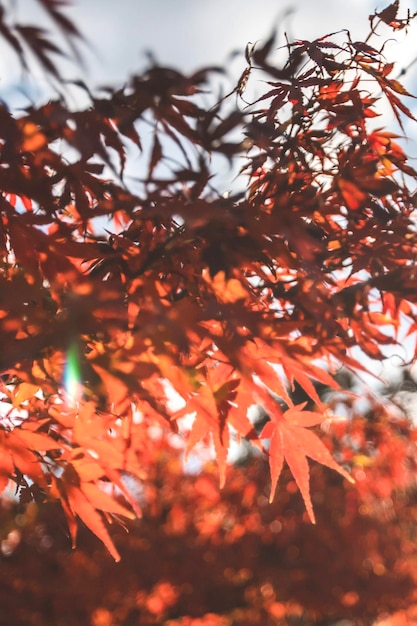 Foto niedrigwinkelansicht des baumes