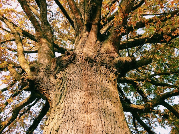 Foto niedrigwinkelansicht des baumes