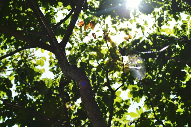 Foto niedrigwinkelansicht des baumes