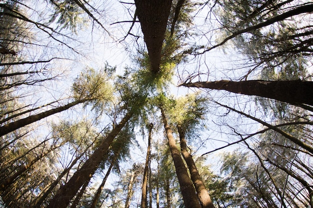 Foto niedrigwinkelansicht des baumes