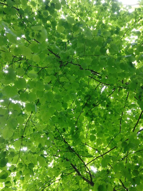 Foto niedrigwinkelansicht des baumes