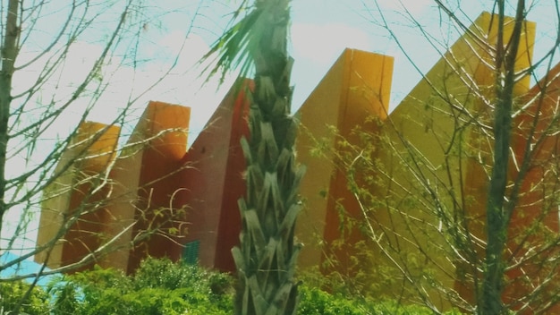 Niedrigwinkelansicht des Baumes