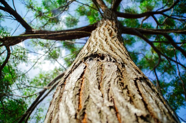 Foto niedrigwinkelansicht des baumstamms im wald