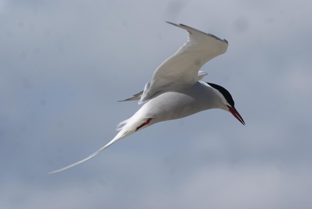 Niedrigwinkelansicht des Fliegens einer Möwe