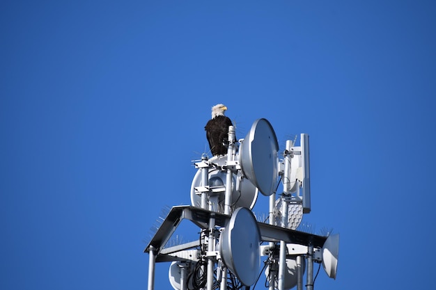 Foto niedrigwinkelansicht des glatzeagels vor klarem blauen himmel