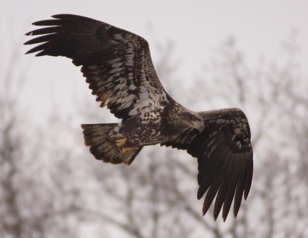 Foto niedrigwinkelansicht des goldnen adlers beim fliegen