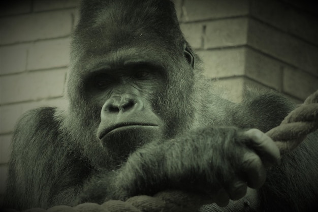 Niedrigwinkelansicht des Gorillas