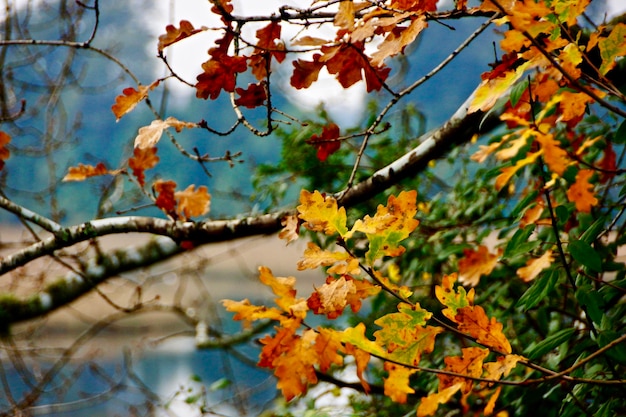 Foto niedrigwinkelansicht des herbstbaums gegen den himmel