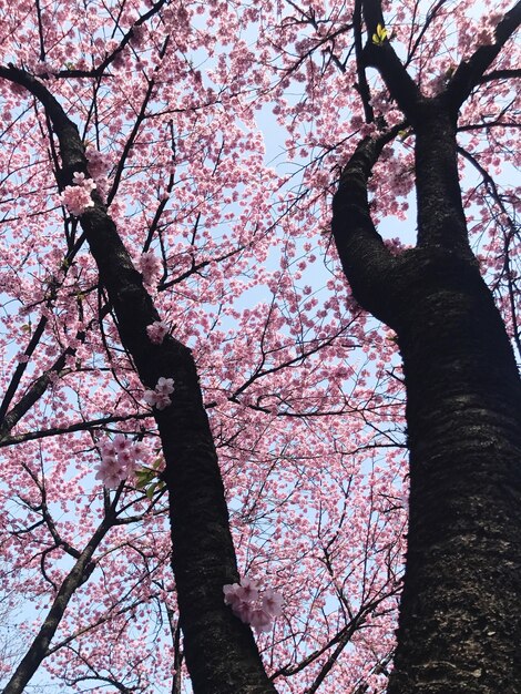 Foto niedrigwinkelansicht des kirschbaums gegen den himmel