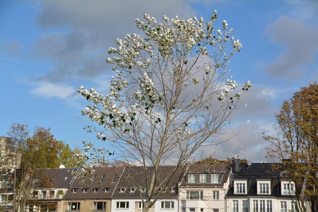 Foto niedrigwinkelansicht des kirschbaums vor einem bewölkten himmel