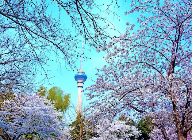 Foto niedrigwinkelansicht des kommunikationsturms durch kirschbäume gegen den blauen himmel